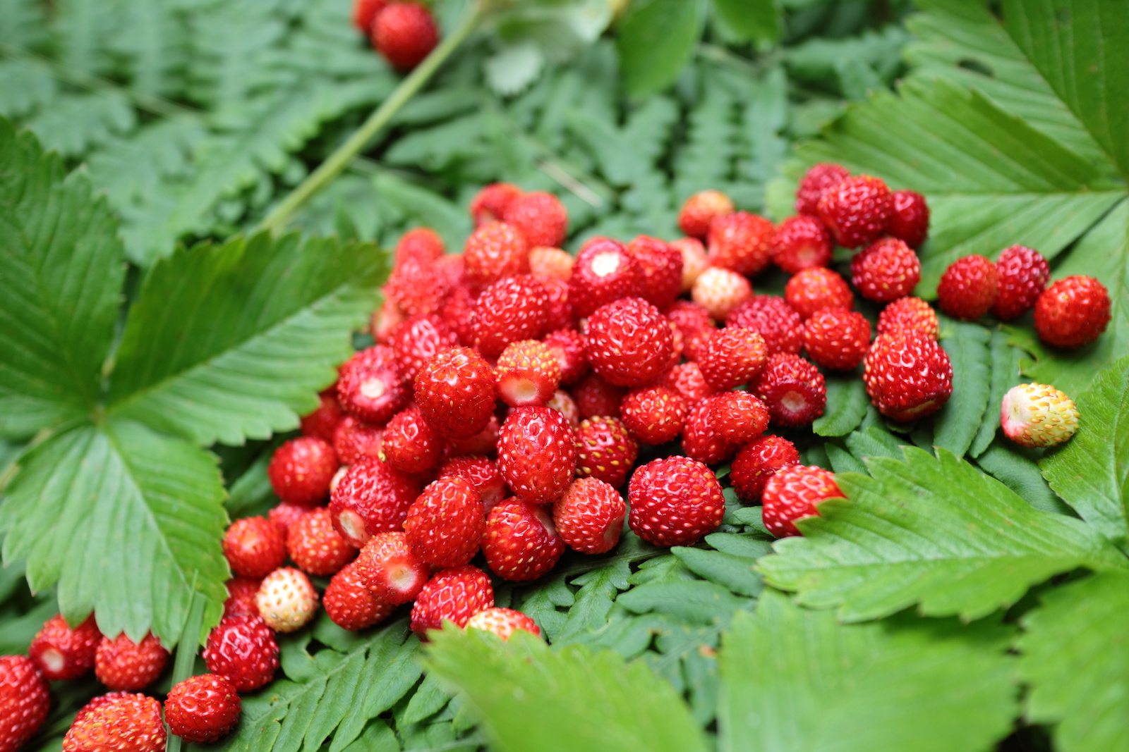 wild strawberries